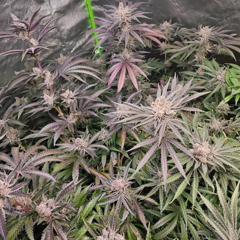 FX3  #1 growlog timeline photo