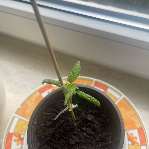 BCN Diesel CBD growlog timeline photo