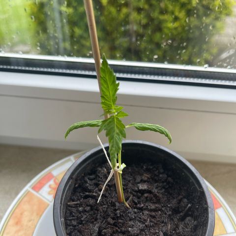 BCN Diesel CBD growlog timeline photo