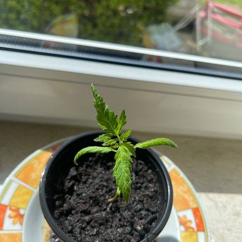 BCN Diesel CBD growlog timeline photo