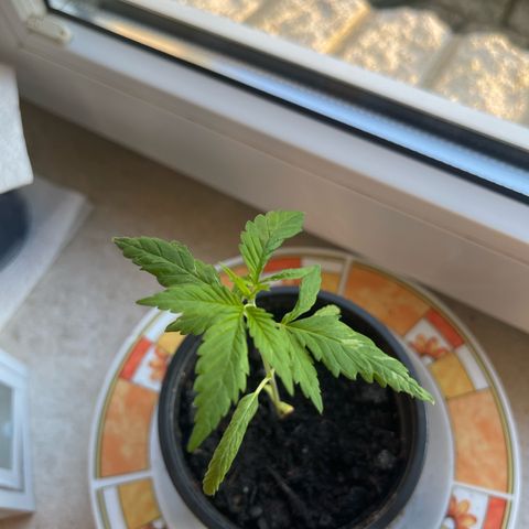 BCN Diesel CBD growlog timeline photo