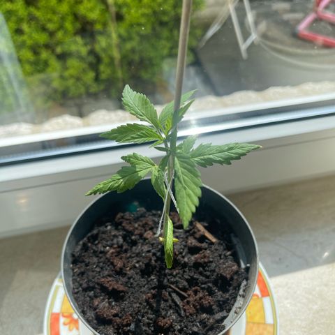 BCN Diesel CBD growlog timeline photo