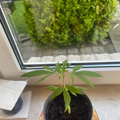 BCN Diesel CBD growlog timeline photo