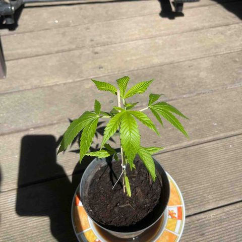 BCN Diesel CBD growlog timeline photo