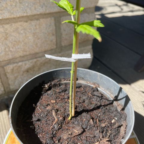 BCN Diesel CBD growlog photo: Untere Blätter entfehrnt.