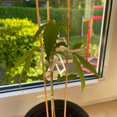 BCN Diesel CBD growlog timeline photo