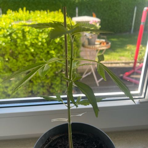 BCN Diesel CBD growlog photo: Training beendet. 
Man kann sehen, dass die Äste leicht verbogen sind und sich so die neuen Äste, welche zwischen Hauptstamm und den trainierten Ästen befinden besser Bilden können.