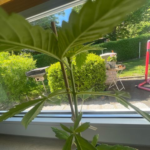 BCN Diesel CBD growlog timeline photo