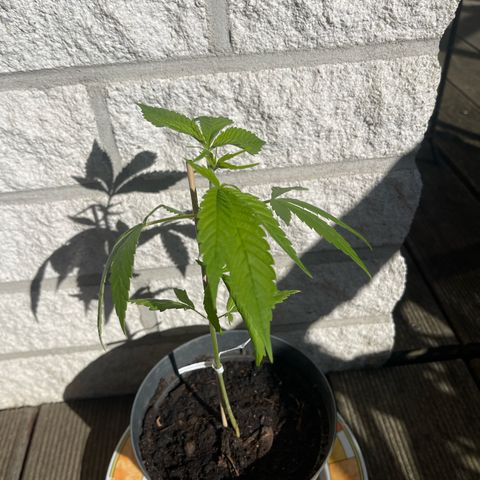 BCN Diesel CBD growlog timeline photo
