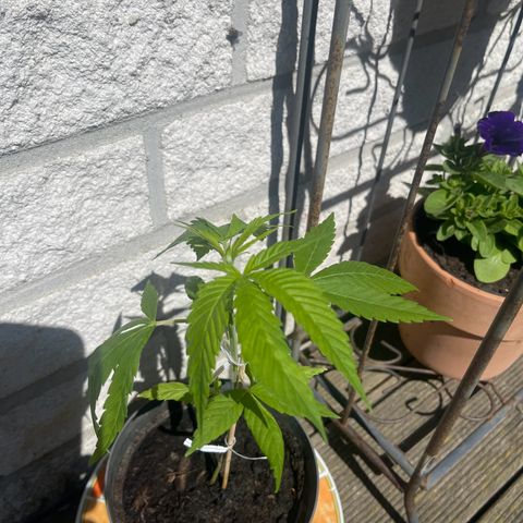BCN Diesel CBD growlog timeline photo