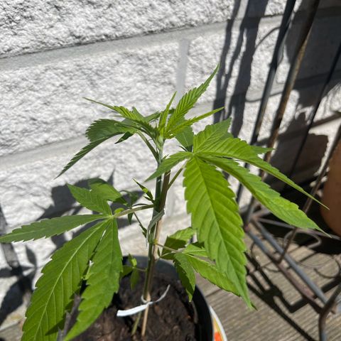 BCN Diesel CBD growlog timeline photo
