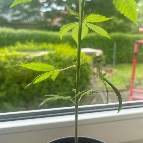 BCN Diesel CBD growlog photo: Training abgeschlossen