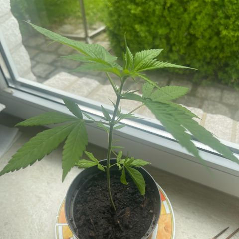 BCN Diesel CBD growlog timeline photo