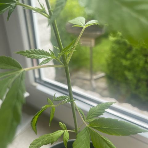 BCN Diesel CBD growlog photo: Seitentriebe bilden sich sehr gut aus 