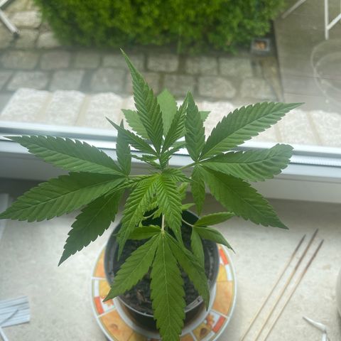 BCN Diesel CBD growlog timeline photo