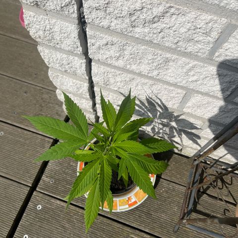 BCN Diesel CBD growlog timeline photo