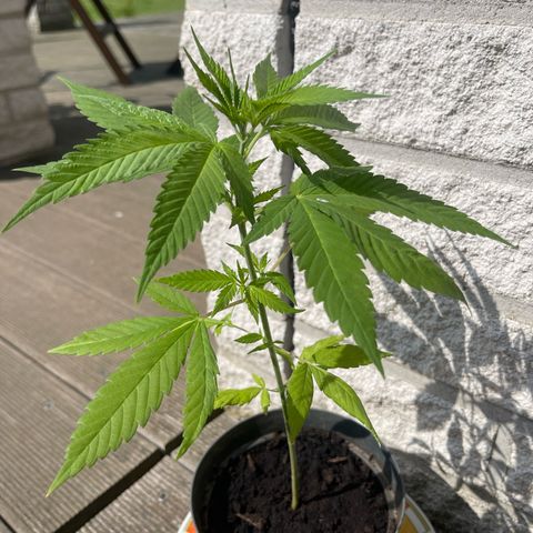 BCN Diesel CBD growlog timeline photo
