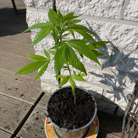 BCN Diesel CBD growlog timeline photo