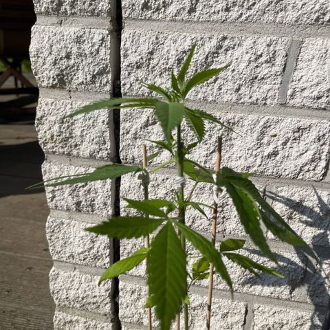 BCN Diesel CBD growlog timeline photo