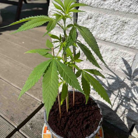 BCN Diesel CBD growlog timeline photo