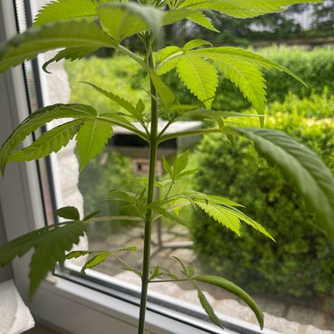 BCN Diesel CBD growlog timeline photo