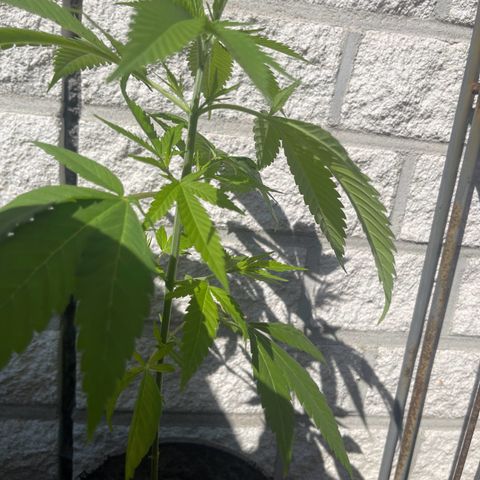 BCN Diesel CBD growlog timeline photo