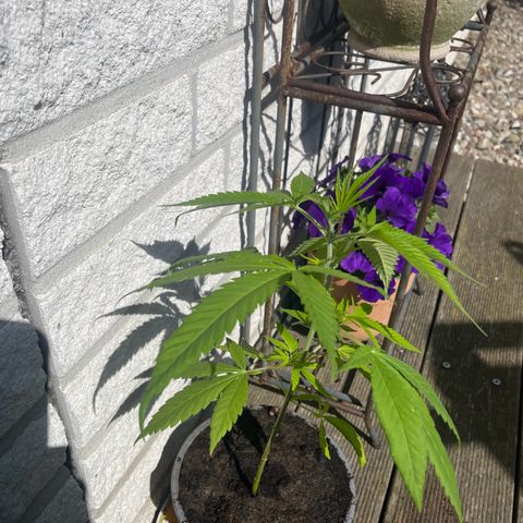 BCN Diesel CBD growlog timeline photo