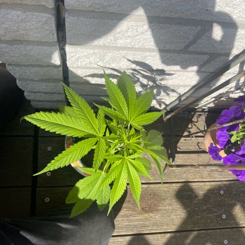 BCN Diesel CBD growlog timeline photo