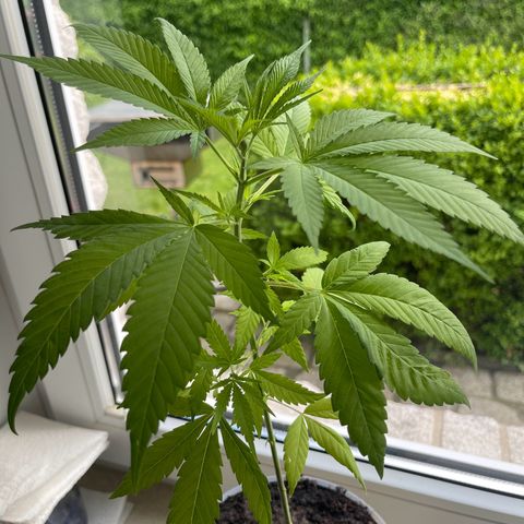 BCN Diesel CBD growlog timeline photo