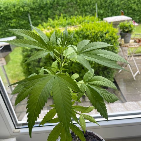 BCN Diesel CBD growlog timeline photo