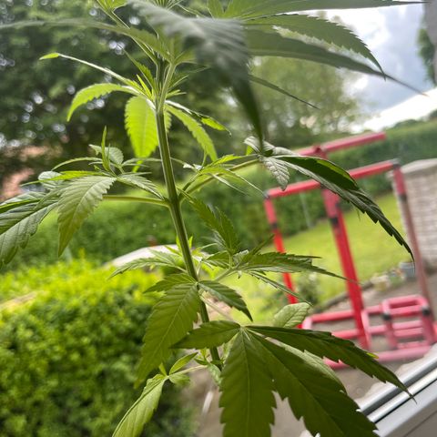 BCN Diesel CBD growlog timeline photo
