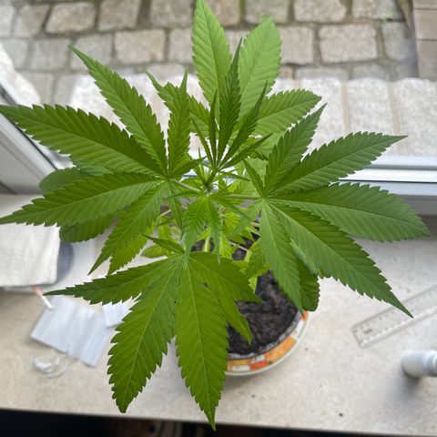 BCN Diesel CBD growlog timeline photo