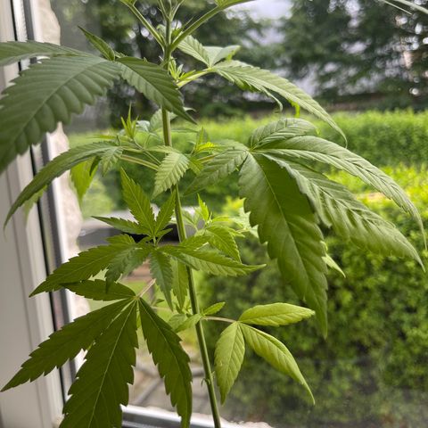 BCN Diesel CBD growlog timeline photo
