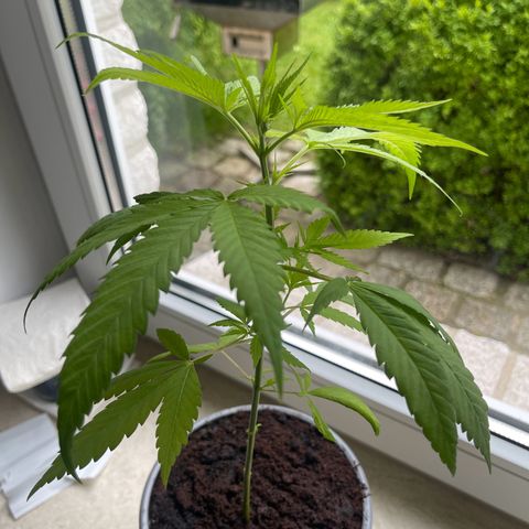 BCN Diesel CBD growlog timeline photo