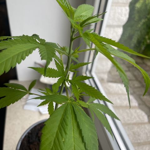 BCN Diesel CBD growlog timeline photo