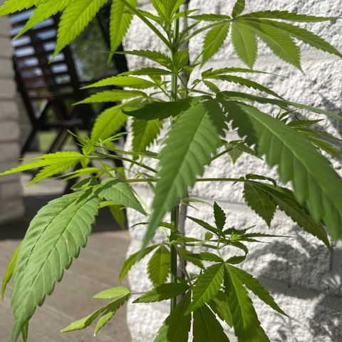 BCN Diesel CBD growlog timeline photo