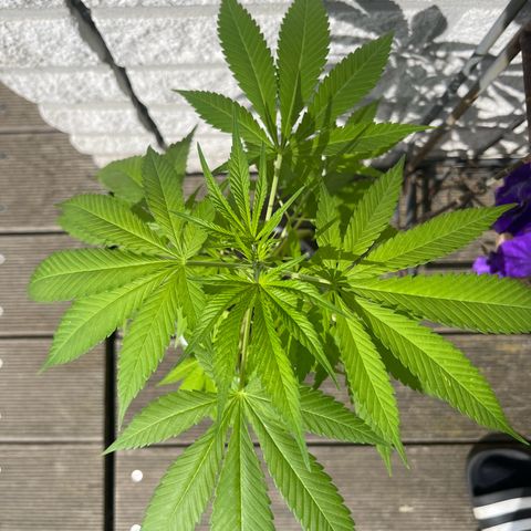 BCN Diesel CBD growlog timeline photo