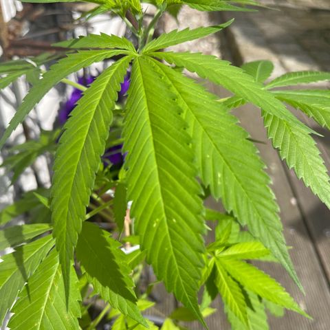 BCN Diesel CBD growlog photo: Kalium- und Phosphormangel festgestellt zu sehen an den weiß gelben Punkten am Blatt. Mangel wird durch Düngen beim nächsten gueßen behoben.