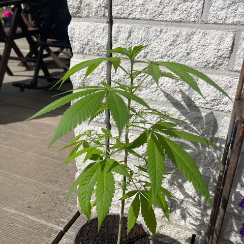 BCN Diesel CBD growlog timeline photo