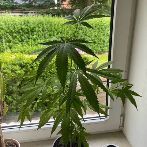 BCN Diesel CBD growlog timeline photo