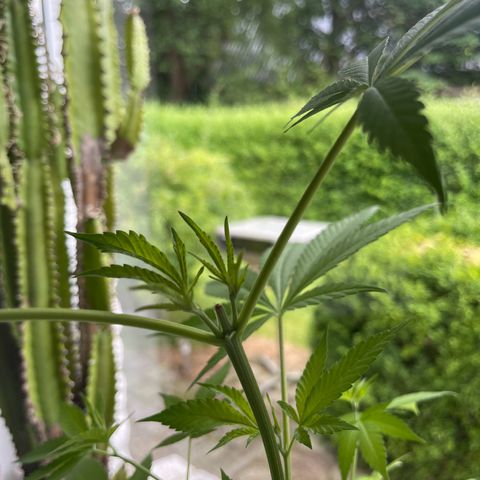 BCN Diesel CBD growlog timeline photo