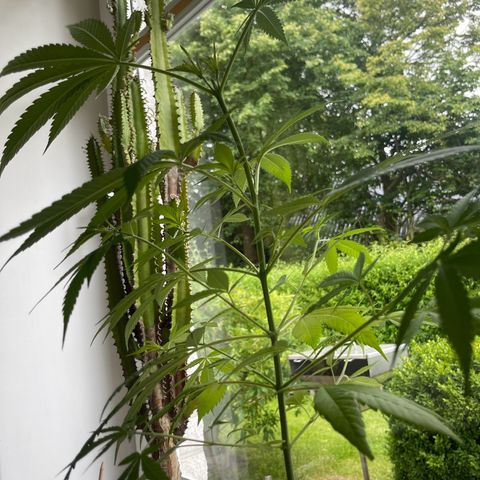BCN Diesel CBD growlog timeline photo