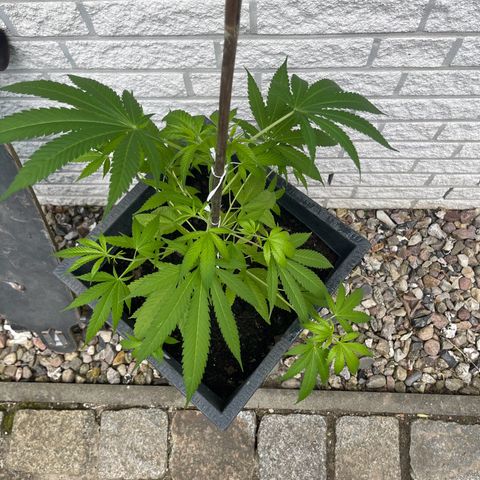 BCN Diesel CBD growlog timeline photo