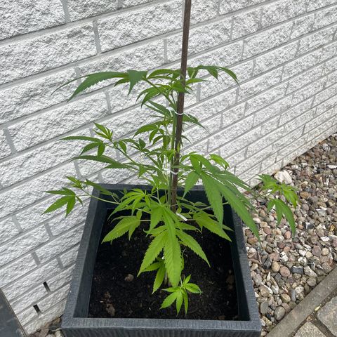 BCN Diesel CBD growlog timeline photo