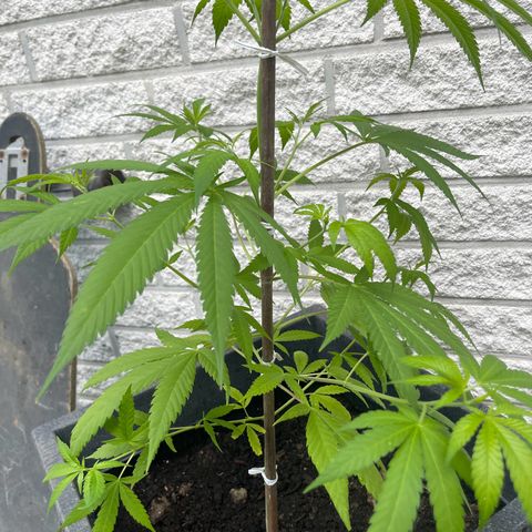 BCN Diesel CBD growlog timeline photo