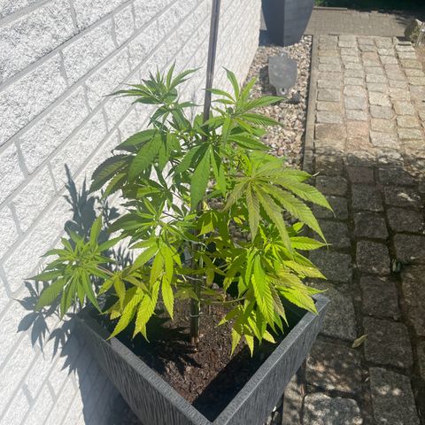 BCN Diesel CBD growlog timeline photo