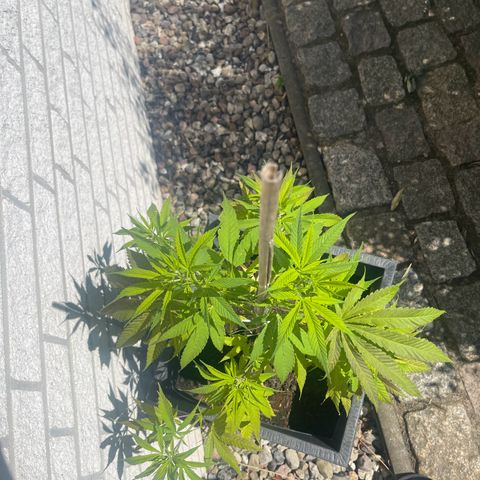 BCN Diesel CBD growlog timeline photo