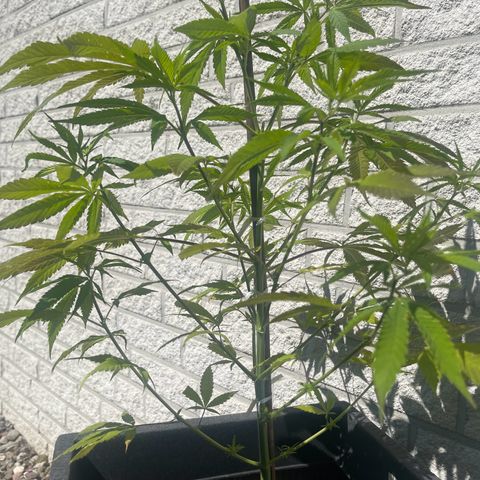 BCN Diesel CBD growlog timeline photo