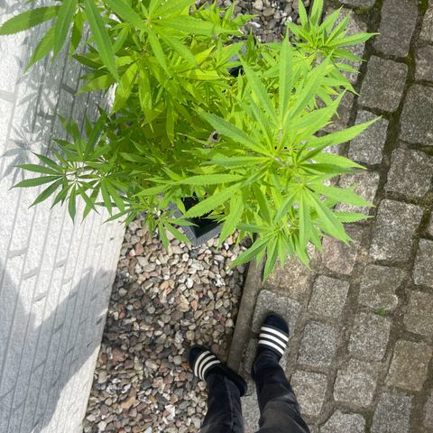 BCN Diesel CBD growlog timeline photo