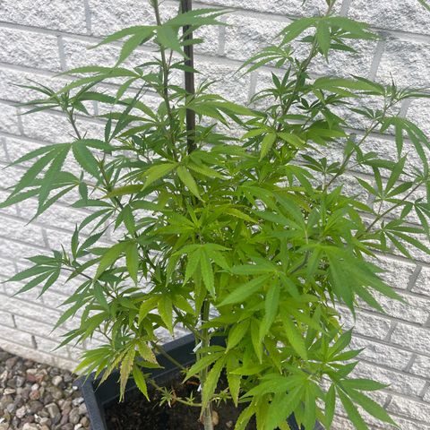 BCN Diesel CBD growlog timeline photo
